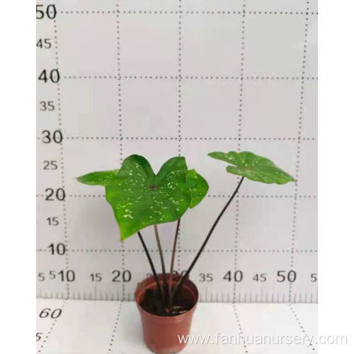 caladium meiying in lower price